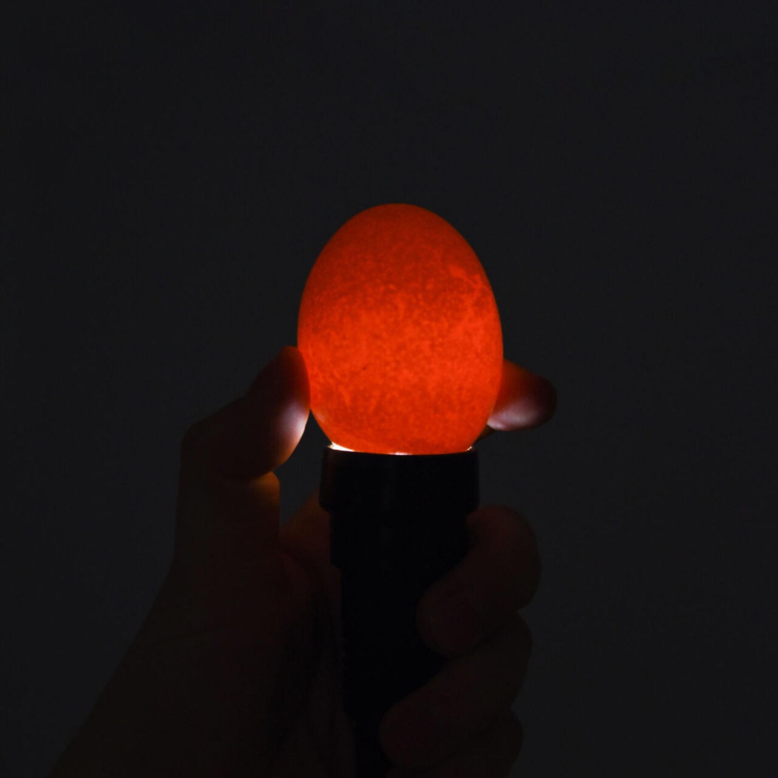 LED-Schierlampe für Eier