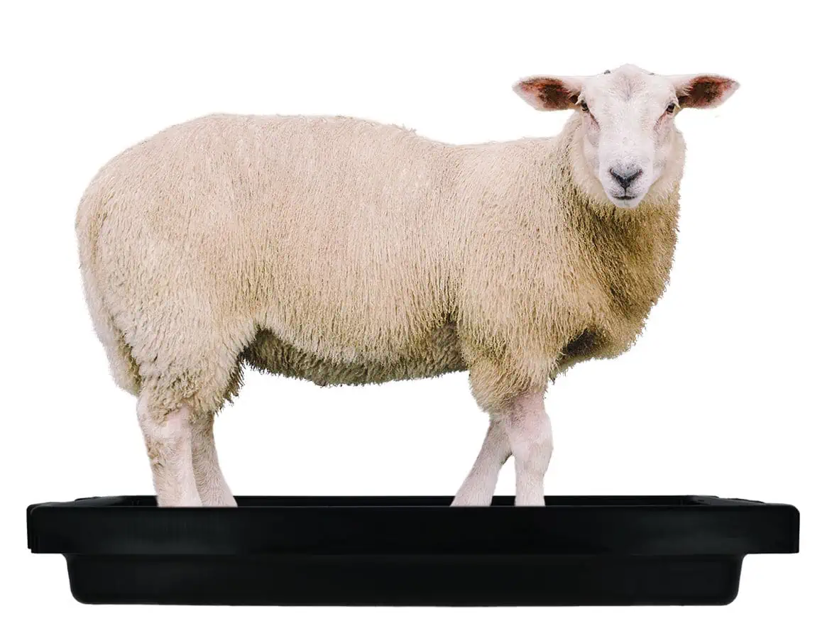 Klauenwanne SuperKombi Mini für Schafe