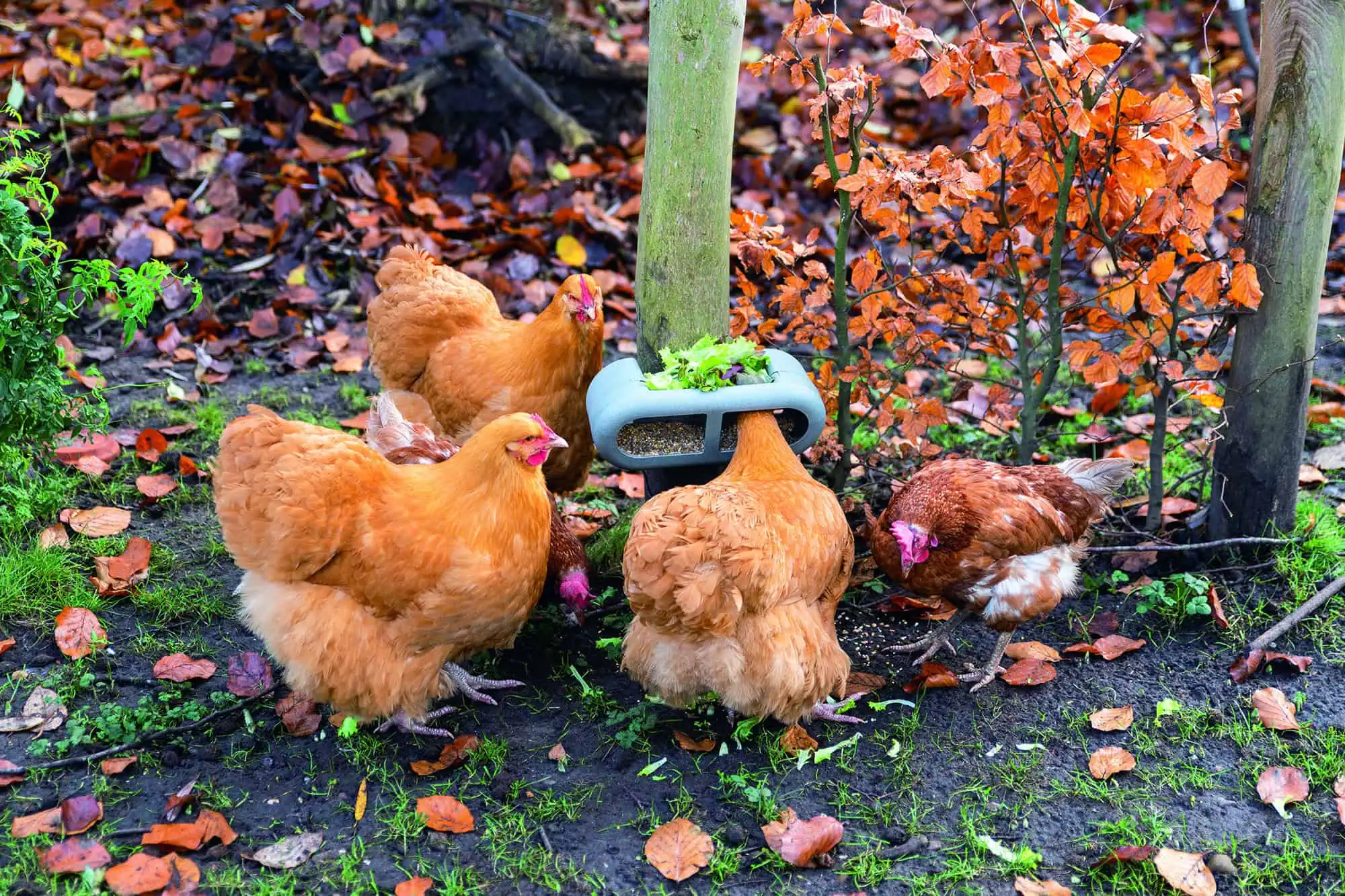 Beeztees Hühner Feeder