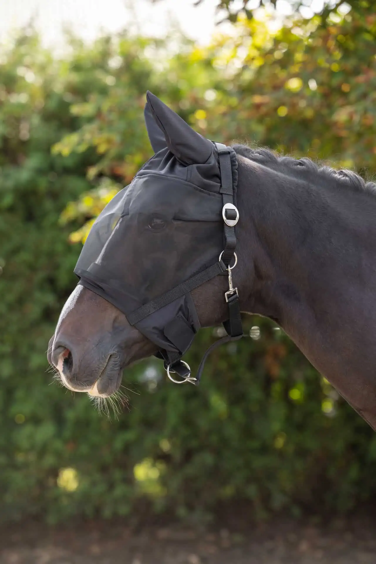 Halfter mit integrierter Fliegenschutzmaske, Pony