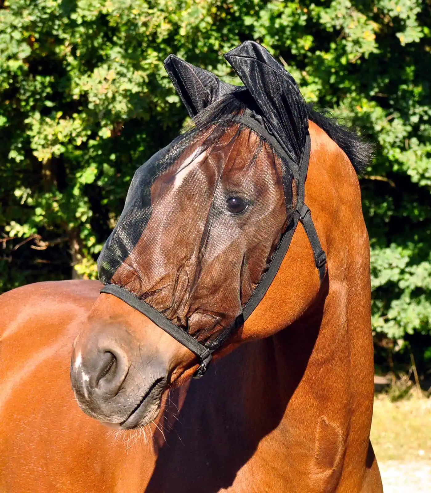 Waldhausen Fliegenmaske Basic, mit Ohren, schwarz, Pony