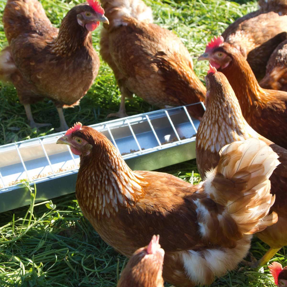 Futtertrog für Hühner verzinkt 50 x10 cm