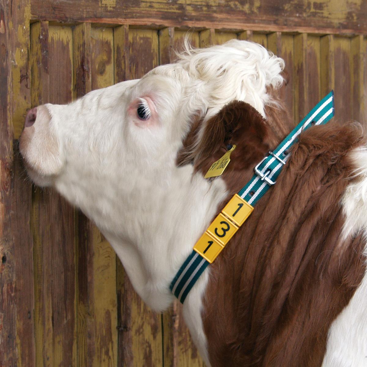 Halsmarkierungsband für Kühe weiß/schwarz 90 cm