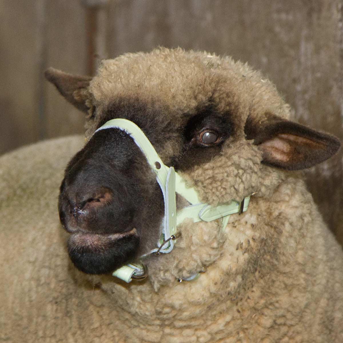 Kopfhalfter Leder für Schafe und Böcke