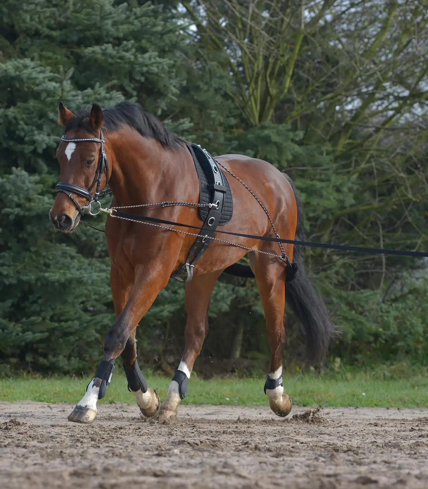 Waldhausen Longiersystem, schwarz, Pony/COB