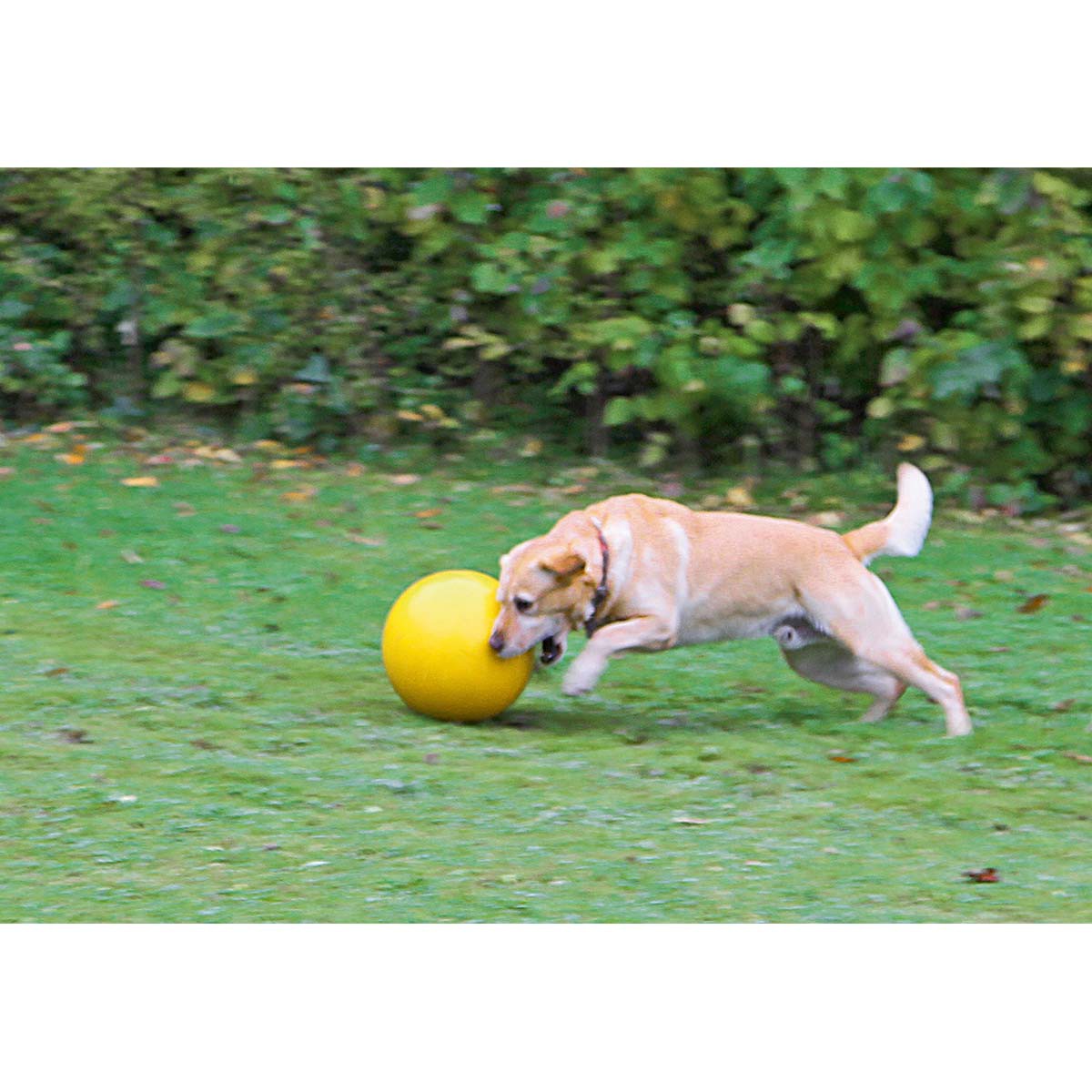Kerbl Hundespielball Treibball 30cm