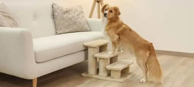 Hundetreppe