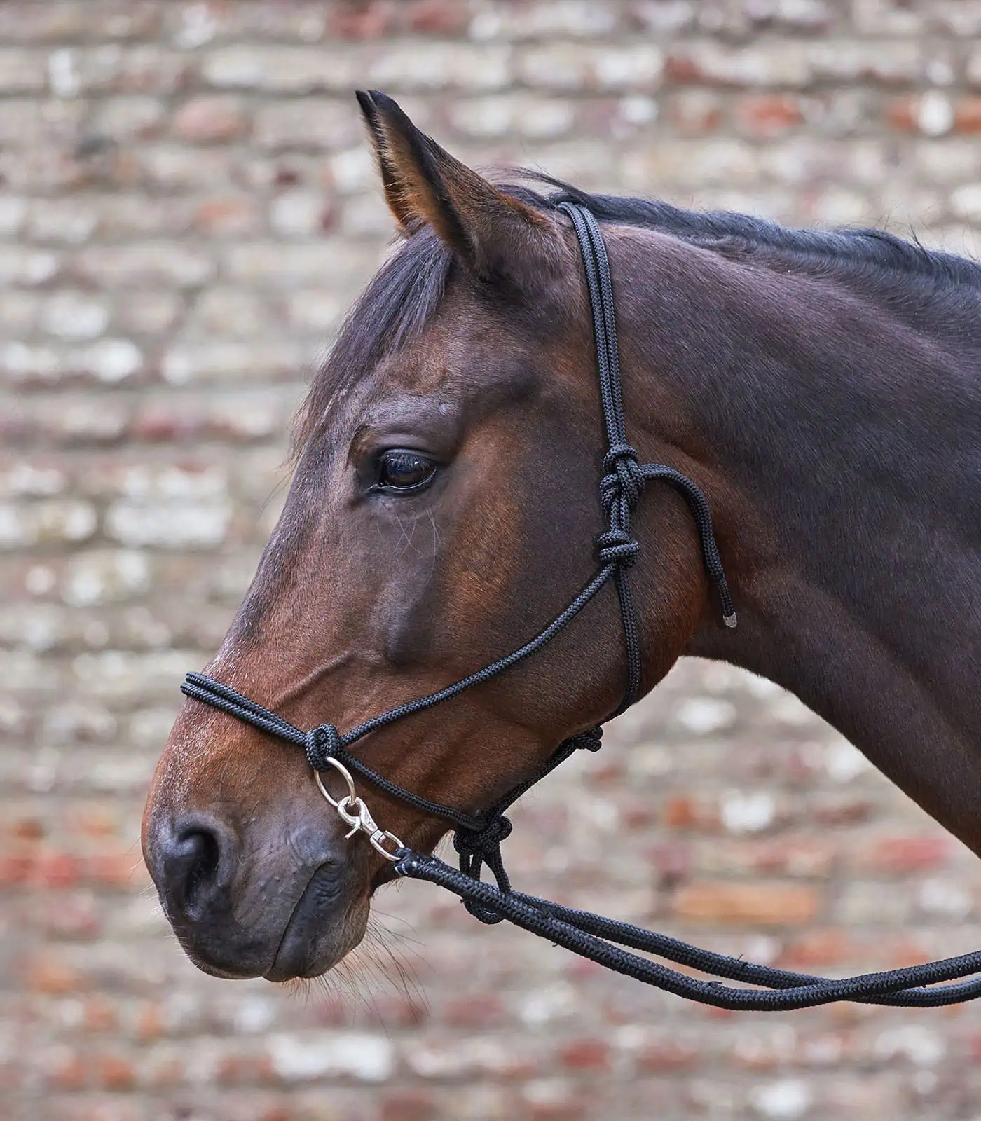 Waldhausen Knotenhalfter mit Zügel, schwarz, COB