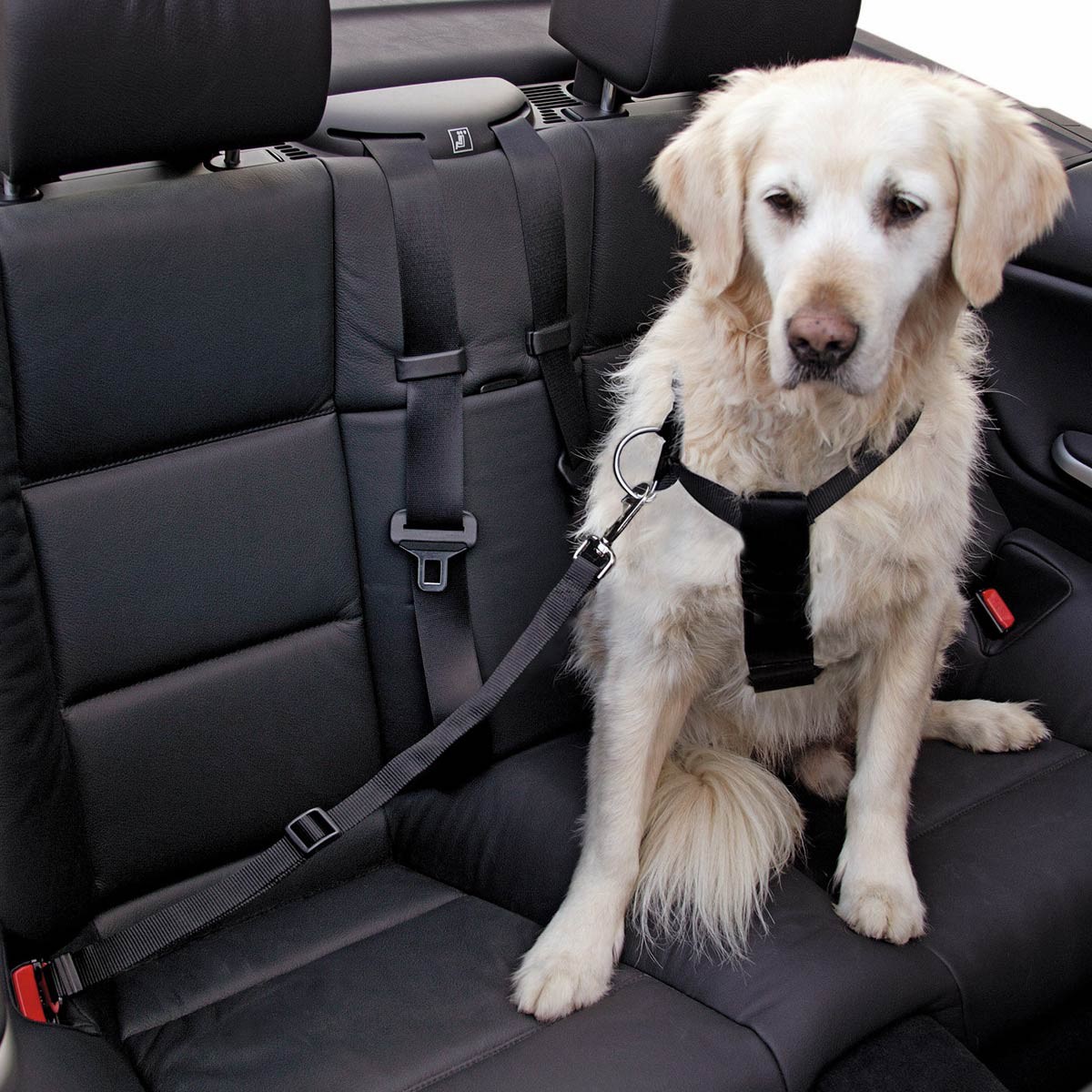 Kerbl Sicherheitsgurt AUTO für Hunde S