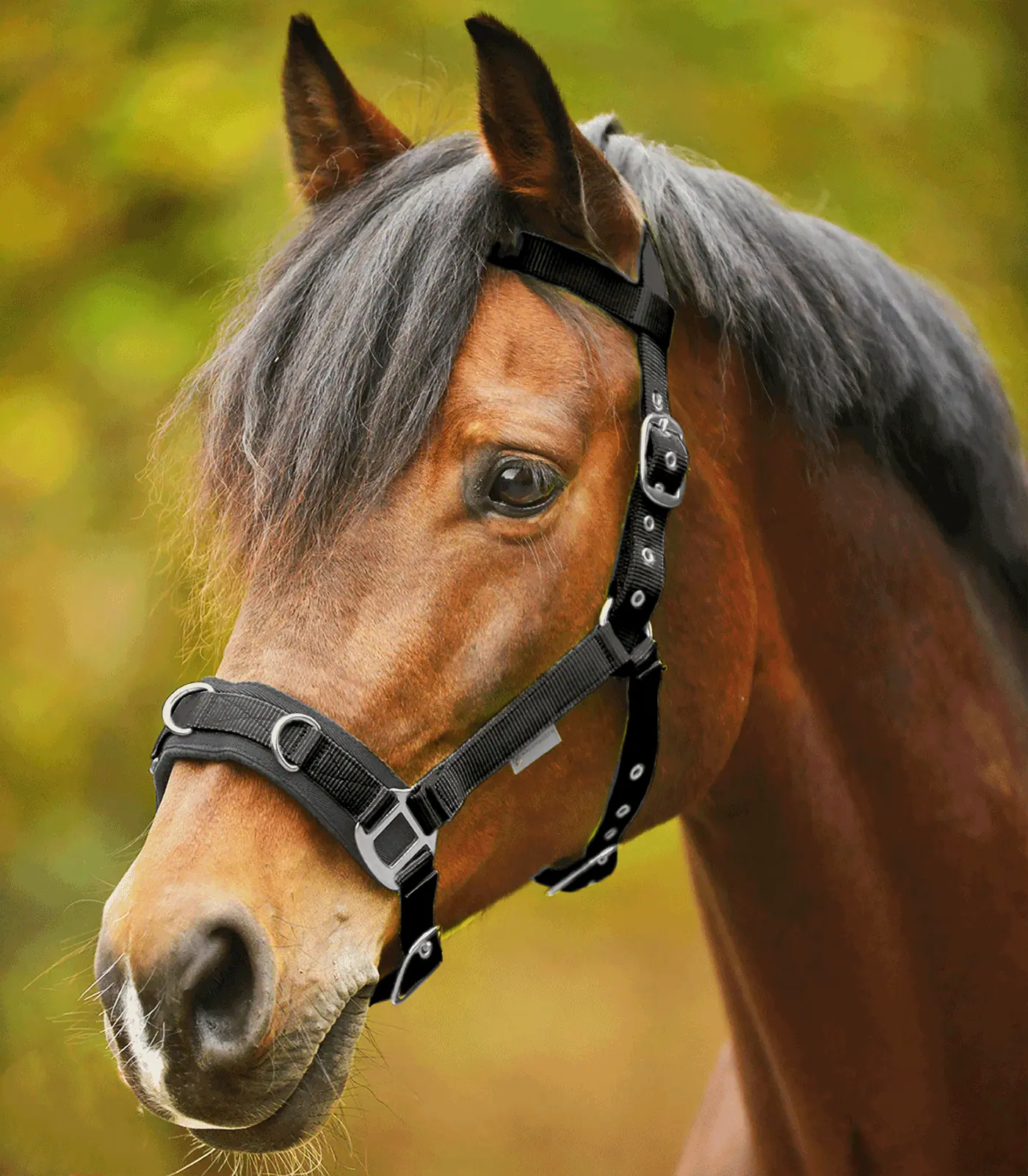 Waldhausen Kappzaum Economic, schwarz, COB