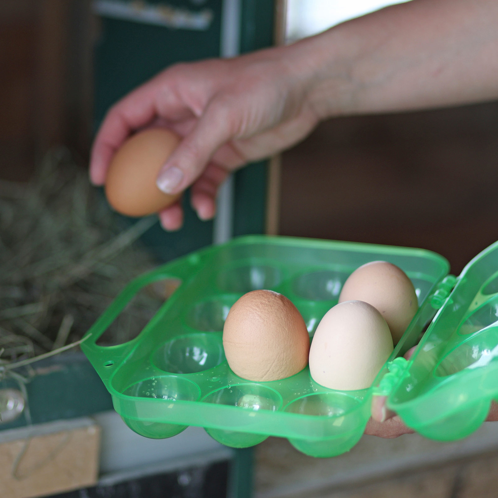 Eier-Transportbox Aufbewahrungsbox Kunststoff für 12 Eier