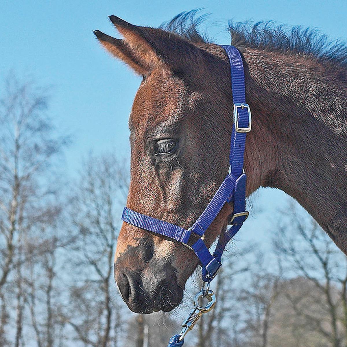 BUSSE Halfter FOHLEN royalblau